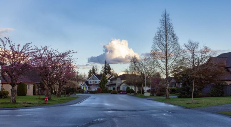 Tranquil street lined with flowering trees under a bright blue sky.
